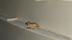 Eleutherodactylus coqui