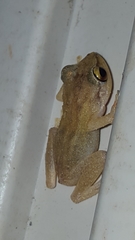 Eleutherodactylus coqui