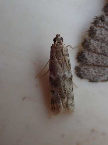 Brower's Vitula Moth photo 2