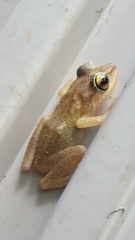 Eleutherodactylus coqui