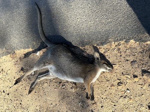 Black-striped Wallaby