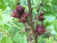 Pseudoneuroterus saliens