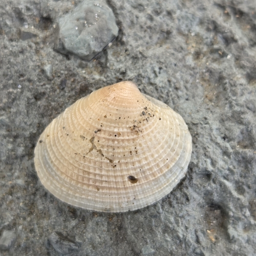 Chione cancellata observed 2026-07-14