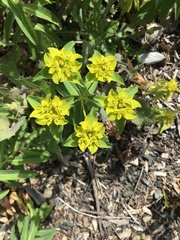 Euphorbia oblongata