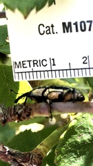 Sphenophorus aequalis