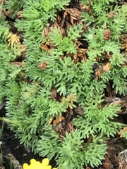 Cotula discolor