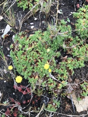 Cotula discolor