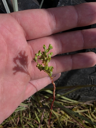 Reticulate-seeded Spurge