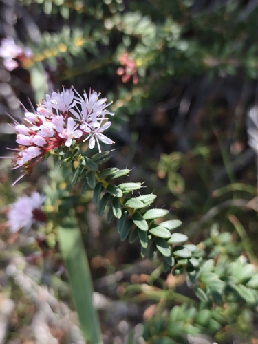 Agathosma ciliaris
