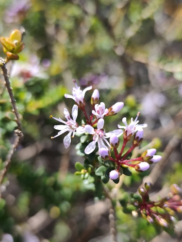 Agathosma ciliaris, photograph 2