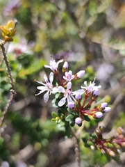 Agathosma ciliaris, photograph (c) Jeanette Clarke, some rights reserved (CC BY-SA)