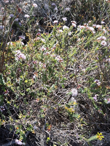 Agathosma ciliaris, photograph 3