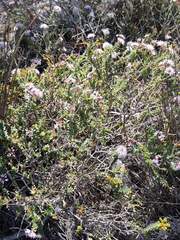 Agathosma ciliaris, photograph (c) Jeanette Clarke, some rights reserved (CC BY-SA)
