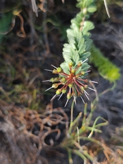 Agathosma ciliaris, photograph (c) Jeanette Clarke, some rights reserved (CC BY-SA)