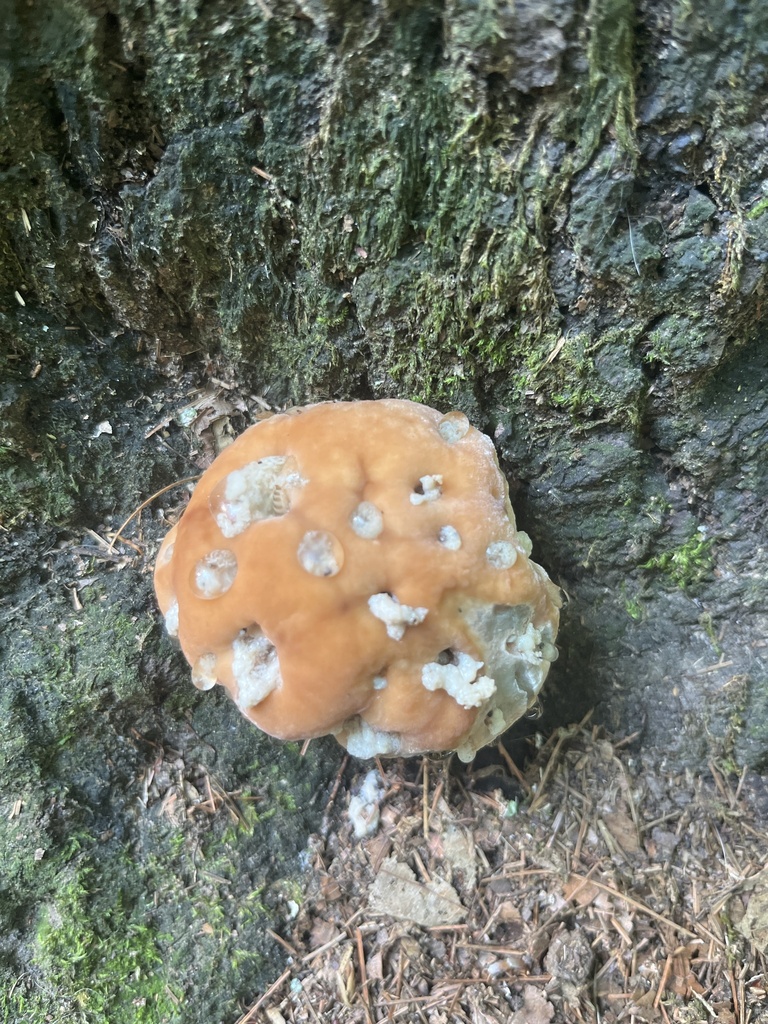 green cheese polypore · July 2026 · photo: Photo: no rights reserved · iNaturalist