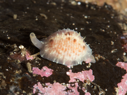 Trivia arctica