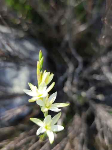 Geissorhiza juncea