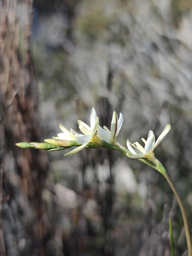Geissorhiza juncea