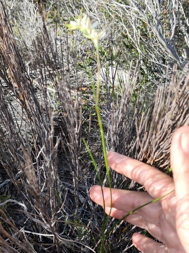Geissorhiza juncea