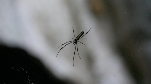 Giant Golden Orbweaver