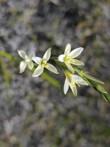 Geissorhiza juncea