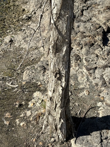 Melaleuca trichostachya, photograph 2