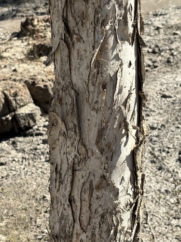 Melaleuca trichostachya, photograph 5