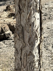 (c) Thomas Mesaglio, some rights reserved (CC BY) Melaleuca trichostachya, photograph (c) Thomas Mesaglio, some rights reserved (CC BY)
