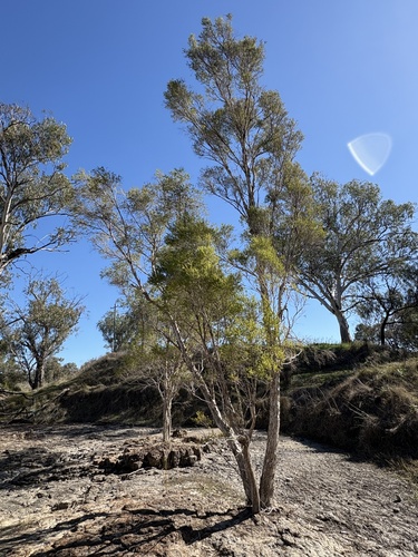Melaleuca trichostachya, photograph 4