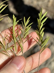 Melaleuca trichostachya, photograph (c) Thomas Mesaglio, some rights reserved (CC BY)