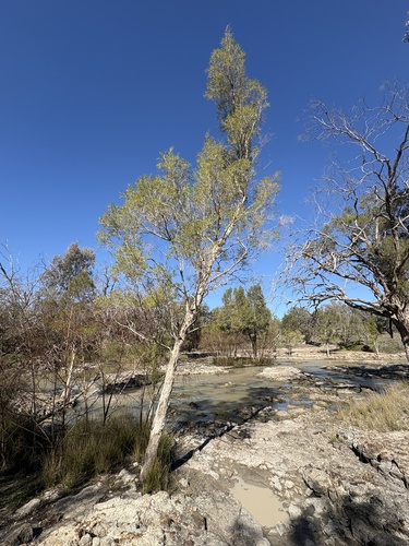 Melaleuca trichostachya