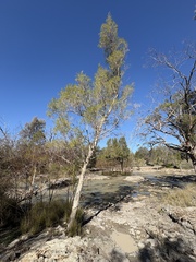 (c) Thomas Mesaglio, some rights reserved (CC BY) Melaleuca trichostachya, photograph (c) Thomas Mesaglio, some rights reserved (CC BY)