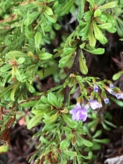 Limonium linifolium