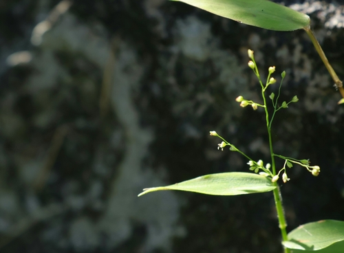Isachne myosotis observed 2026-07-14