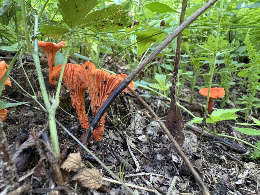 Red Chanterelle · July 2026 · photo: Photo: (c) SiphonophoreSlinger, some rights reserved (CC BY) · iNaturalist