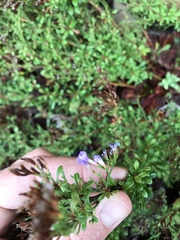 Limonium linifolium
