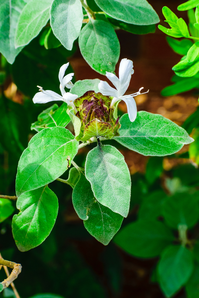 Grey Bushviolet