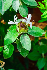 Barleria albostellata