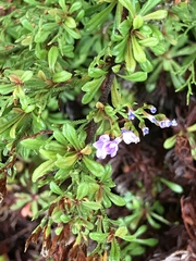 Limonium linifolium