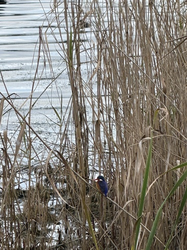 iNaturalist image