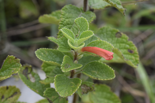 Clinopodium tomentosum image