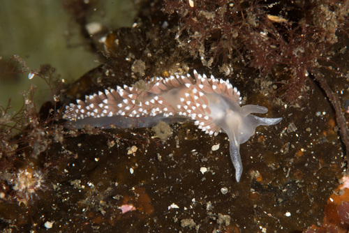 Coryphella verrucosa