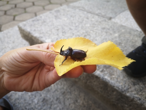 Greek rhinoceros beetle