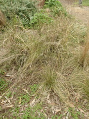 Austrostipa scabra