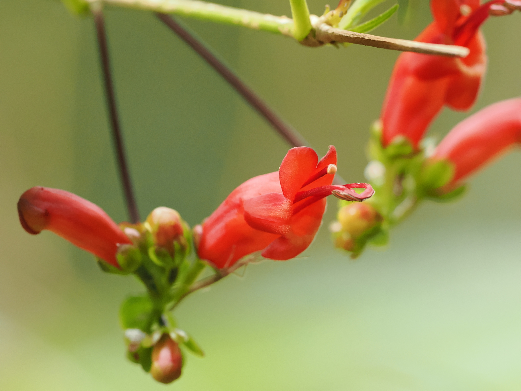 Aeschynanthus moningerae (Merr.) Chun