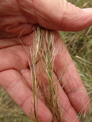 Austrostipa scabra