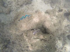 Tridacninae