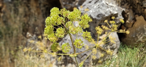 Thapsia villosa, photograph 3