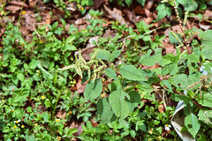 Amaranthus dubius