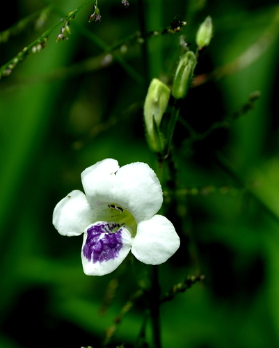 African Coromandel